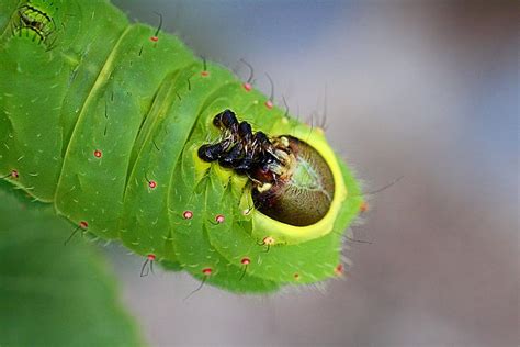 Caterpillar Face