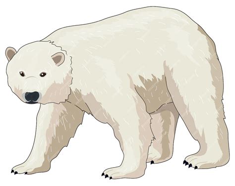 Clipart Of Polar Bears Clipart Of Polar Bears