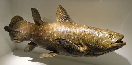 Coelacanth Pronunciation
