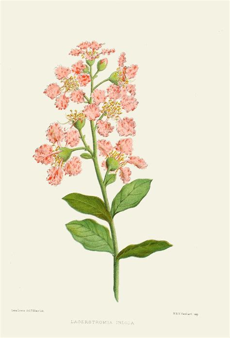 Crepe Myrtle Drawing Easy