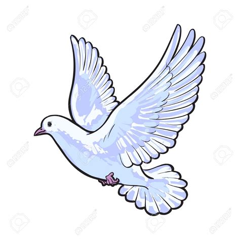 Dove Bird Drawing