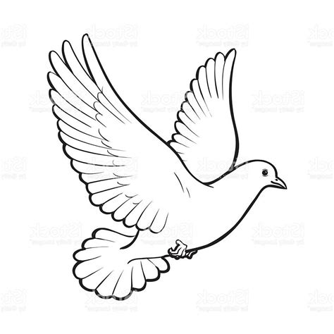 Dove Drawing