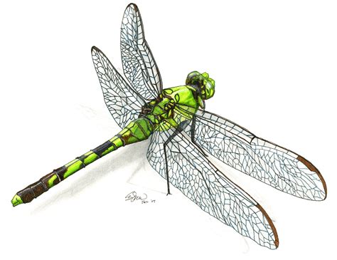 Dragonfly Drawings