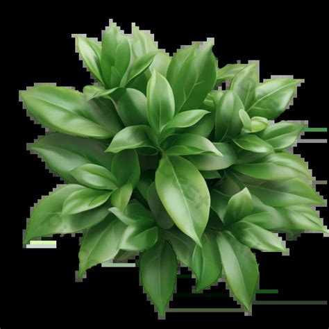Free Transparent Plants Download Free Transparent Plants Png Images Free Transparent Plants Download Free Transparent Plants Png Images