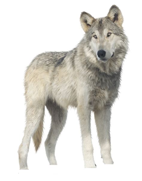 Free Wolf Download Free Wolf Png Images Free Cliparts On Clipart Library Free Wolf Download Free Wolf Png Images Free Cliparts On Clipart Library
