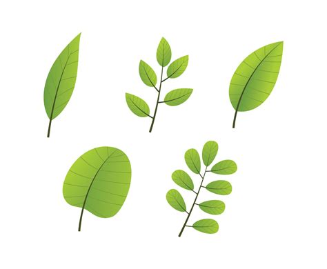 Green Leaves Clipart Set Vector Leaf Clipart Cartoon Leaf Leaf Drawing Green Leaves Clipart Set Vector Leaf Clipart Cartoon Leaf Leaf Drawing