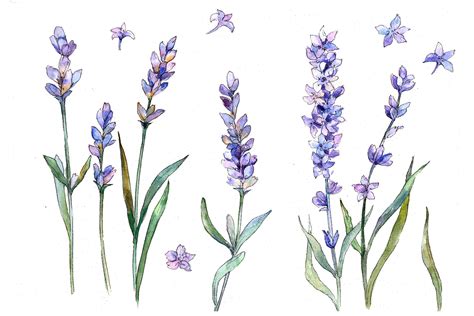 Lavender Drawing At Paintingvalley Com Explore Collection Of Lavender Lavender Drawing At Paintingvalley Com Explore Collection Of Lavender
