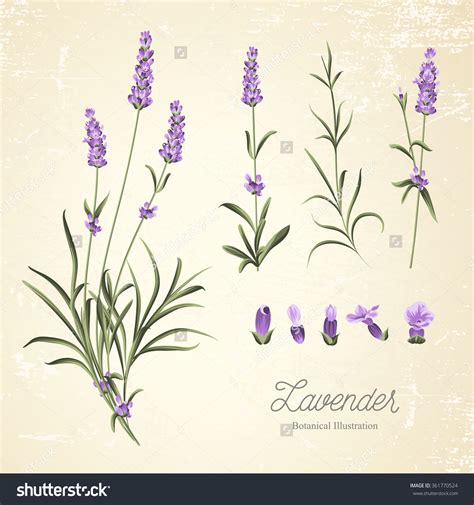 Lavender Plant Drawing At Getdrawings Free Download Lavender Plant Drawing At Getdrawings Free Download