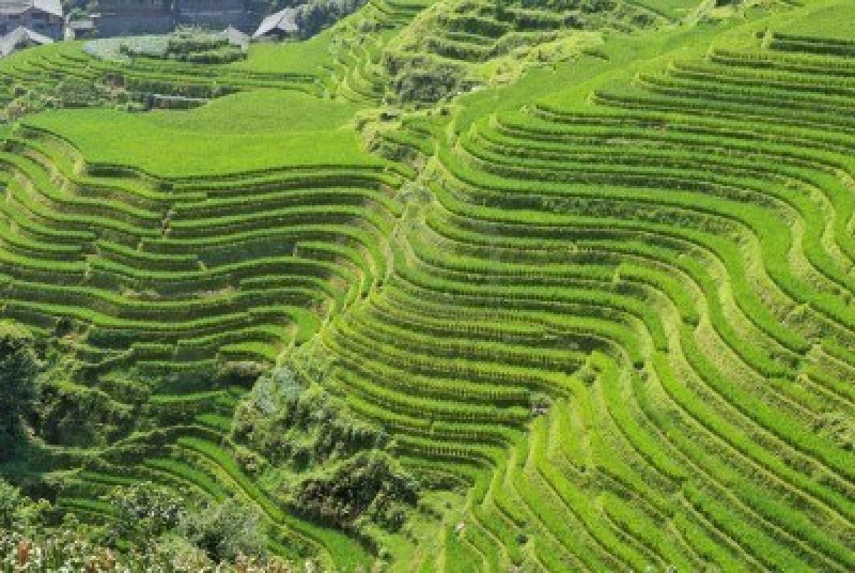 Longji Rice Terraces Guangxi Province China In Late Summer The Line Longji Rice Terraces Guangxi Province China In Late Summer The Line