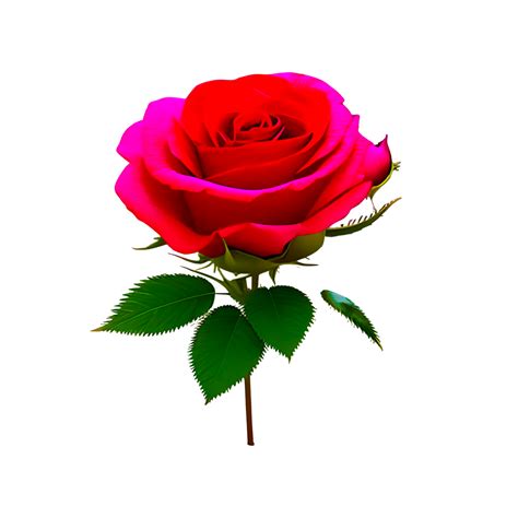 Natural Red Rose Flower 22179460 Png Natural Red Rose Flower 22179460 Png