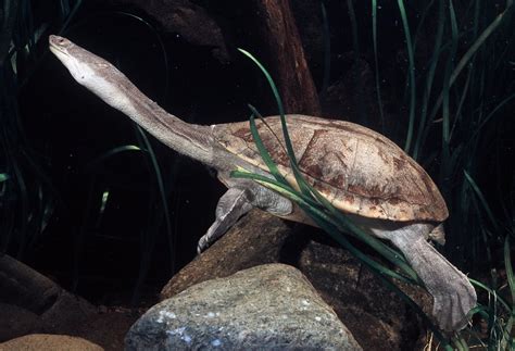 Northern Snake Necked Turtle The Australian Museum Northern Snake Necked Turtle The Australian Museum