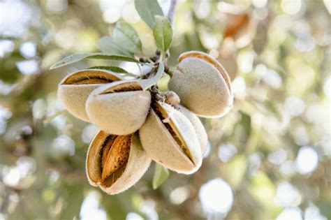 Ohalo S Fruitionone Is The World S First Self Fertile Nonpareil Almond Ohalo S Fruitionone Is The World S First Self Fertile Nonpareil Almond