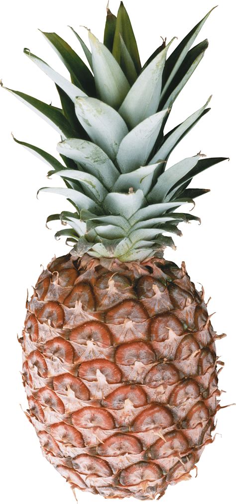 Pineapple Png On Pnghq Com Pineapple Png On Pnghq Com