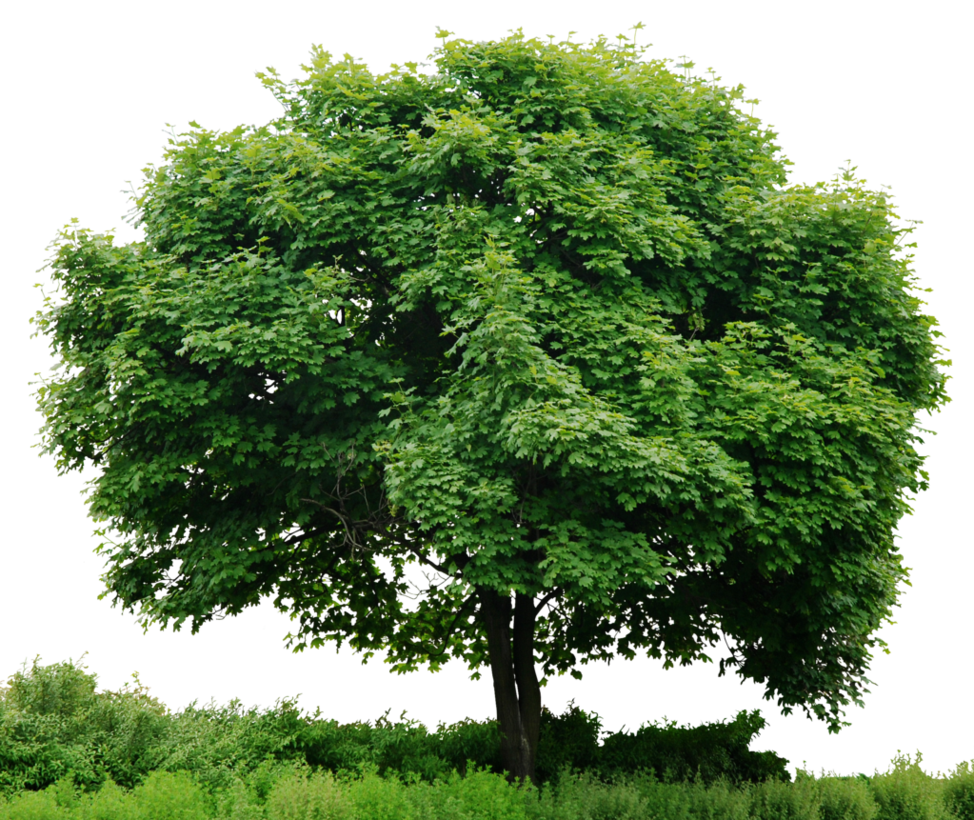 Plant Png Hd Transparent Plant Hd Png Images Pluspng Plant Png Hd Transparent Plant Hd Png Images Pluspng