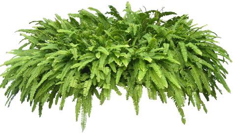Plant Png