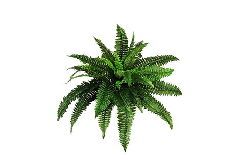 Plants Png Transparent Images Png All Plants Png Transparent Images Png All