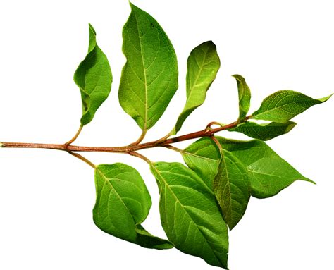 Png Leaf