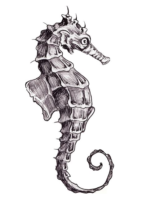 Seahorse Drawing Ink Seahorse Drawing Ink