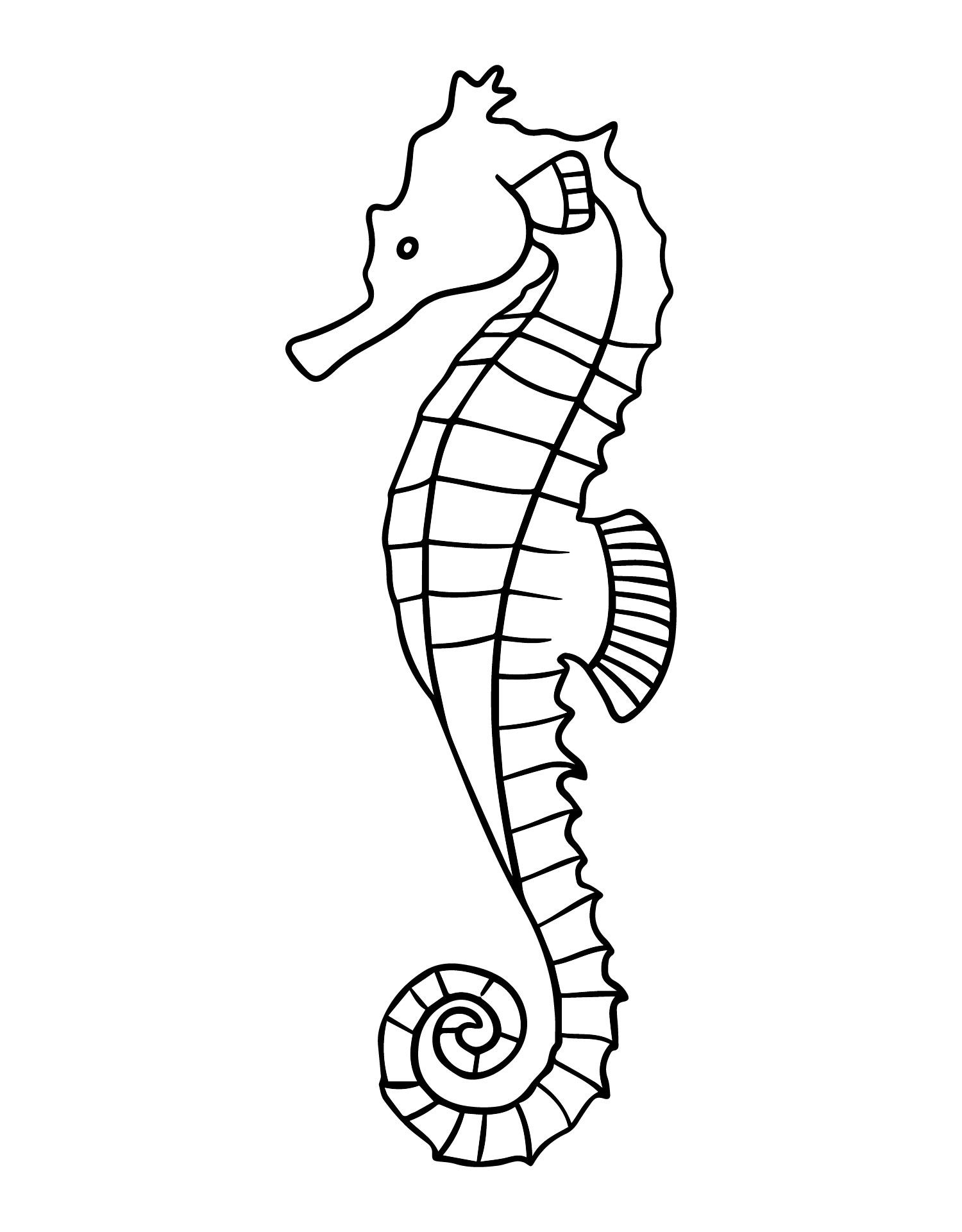Seahorse Drawing