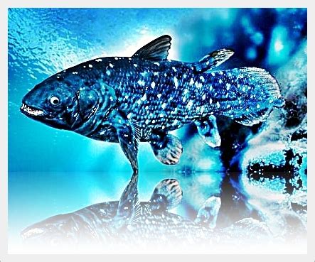 The Coelacanth Facts Ask My Brain Get More Knowlege The Coelacanth Facts Ask My Brain Get More Knowlege