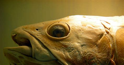 The Creature Feature 10 Fun Facts About The Coelacanth Wired The Creature Feature 10 Fun Facts About The Coelacanth Wired