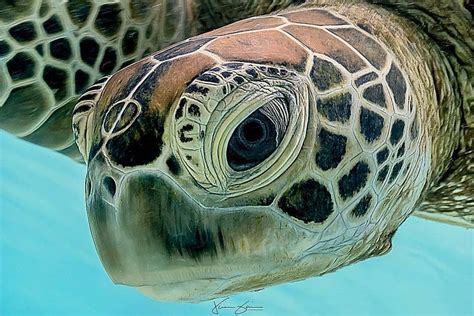 Turtle Heading