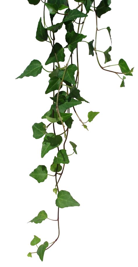 Vines Png Vines Transparent Background Freeiconspng Vines Png Vines Transparent Background Freeiconspng