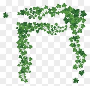 Vines Vector Decorative Material Png Download 4532 4294 Free Vines Vector Decorative Material Png Download 4532 4294 Free