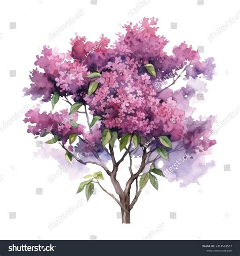 Wild Crape Myrtle Over 6 Royalty Free Licensable Stock Vectors Wild Crape Myrtle Over 6 Royalty Free Licensable Stock Vectors