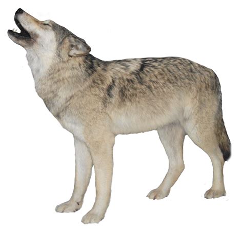 Wolf Png